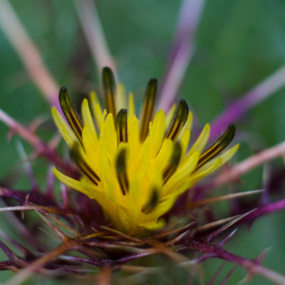 Blessed thistle