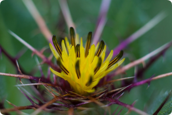 Blessed thistle