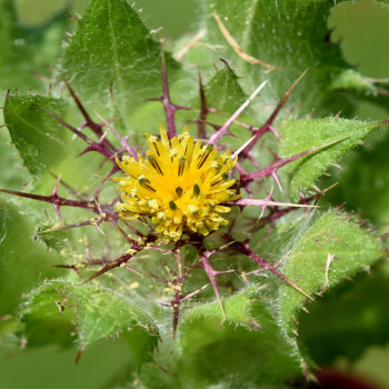 Blessed thistle