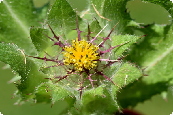 Blessed thistle