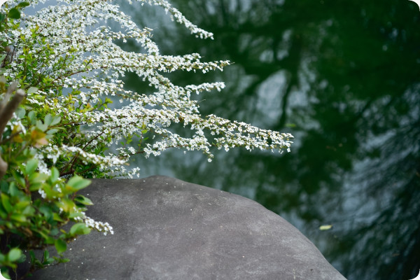 True Meadowsweet