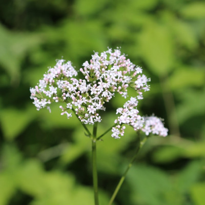 True Meadowsweet
