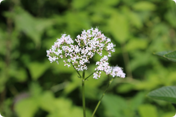 True Meadowsweet