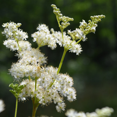 True Meadowsweet