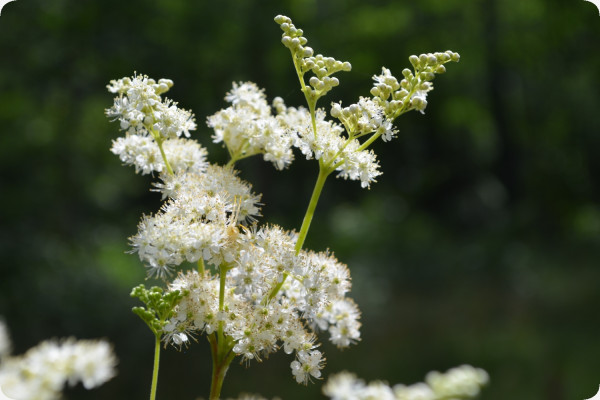 True Meadowsweet