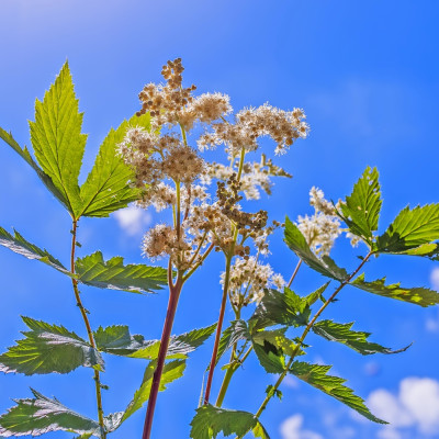 True Meadowsweet