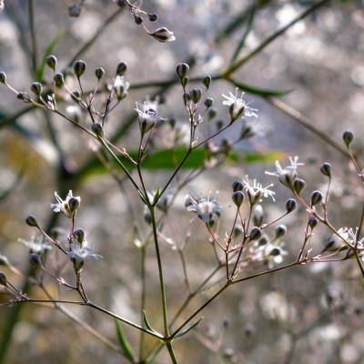 True Meadowsweet