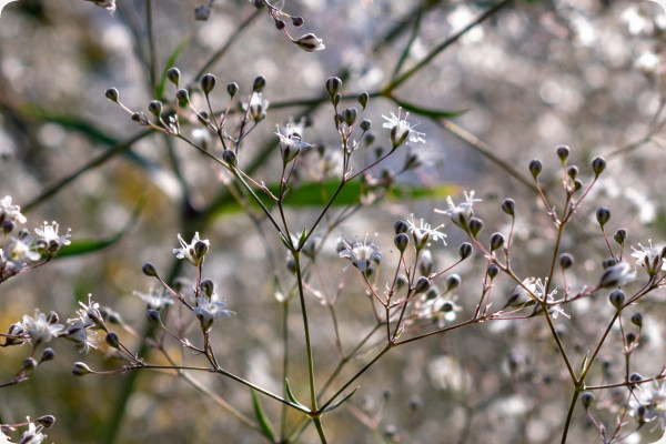 True Meadowsweet