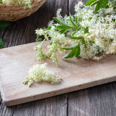 True Meadowsweet
