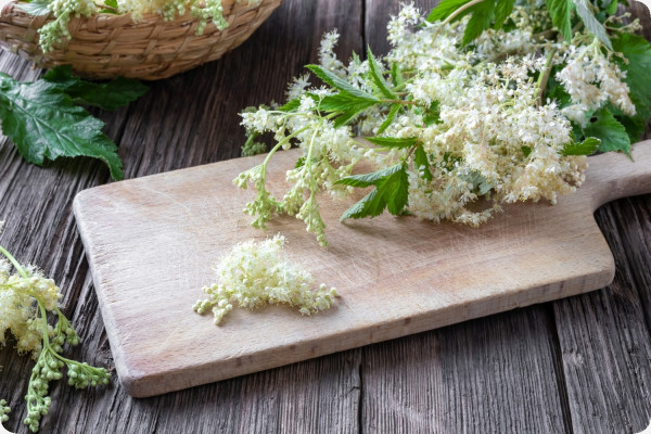 True Meadowsweet