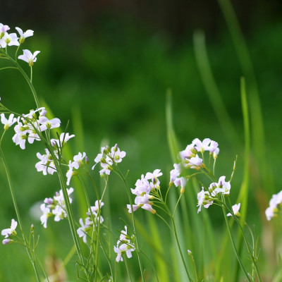 Meadowfoam