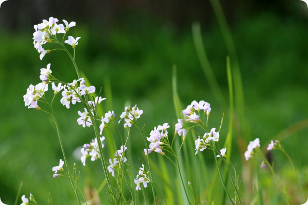Meadowfoam