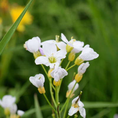 Meadowfoam