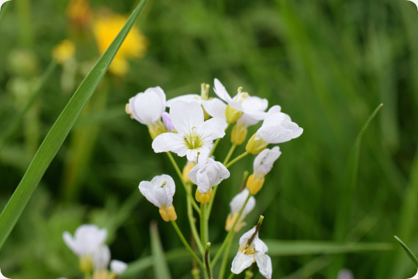 Meadowfoam