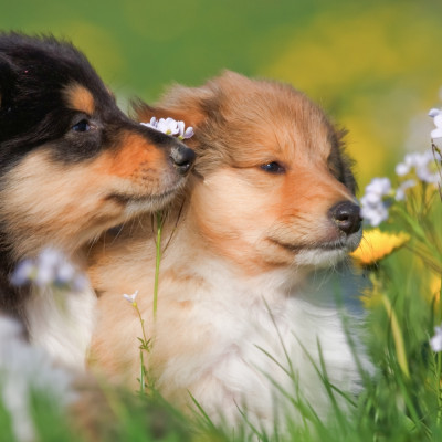 Meadowfoam