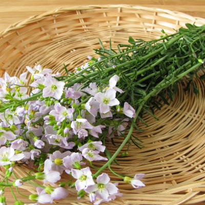 Meadowfoam