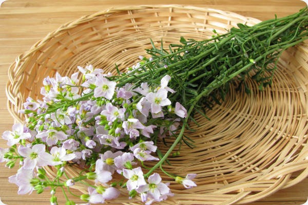 Meadowfoam