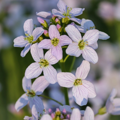 Meadowfoam