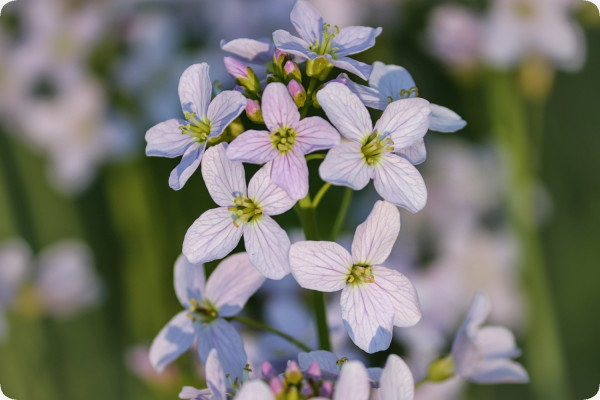 Meadowfoam