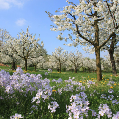 Meadowfoam