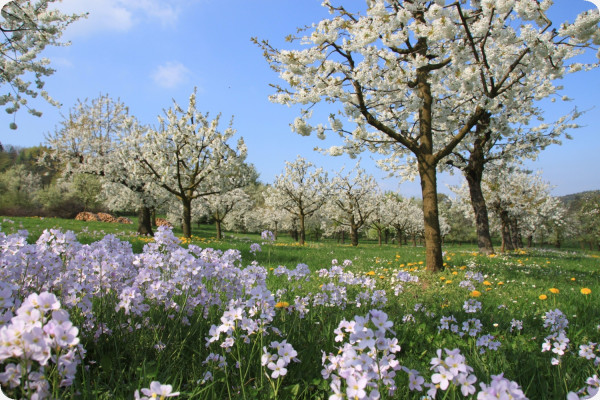Meadowfoam