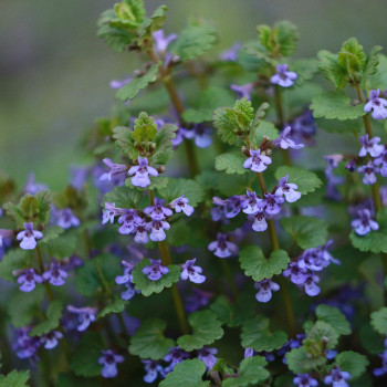 Ground ivy - Gundermann