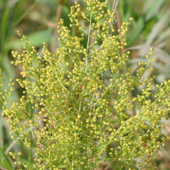 Chinese mugwort Qing Hao