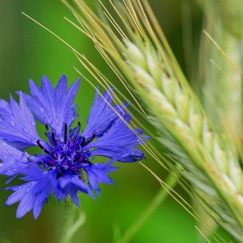 Blaue Kornblume