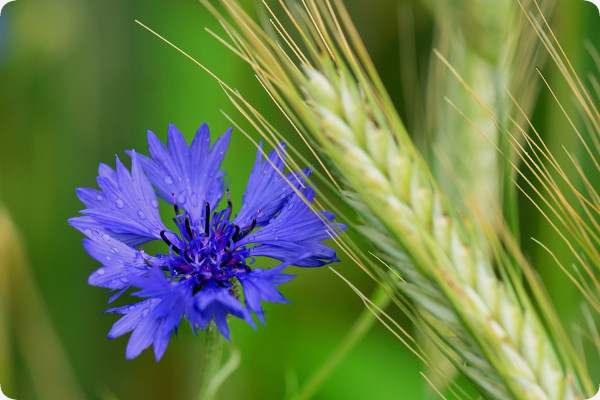 Blaue Kornblume