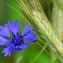 Blaue Kornblume