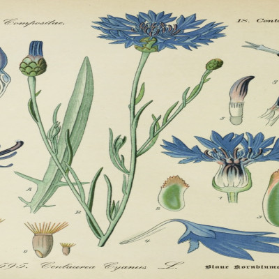Blaue Kornblume