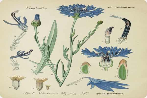 Blaue Kornblume
