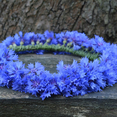 Blaue Kornblume