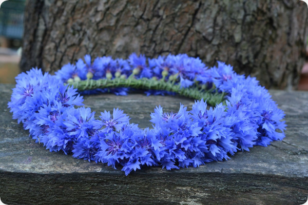 Blaue Kornblume