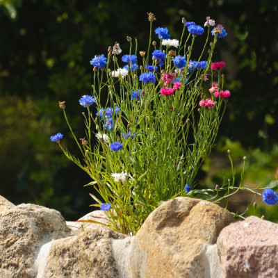 Blaue Kornblume