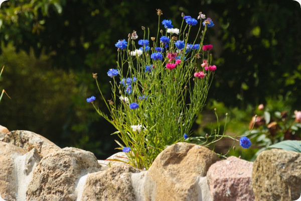 Blaue Kornblume