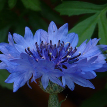 Blaue Kornblume