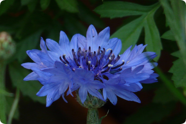 Blaue Kornblume