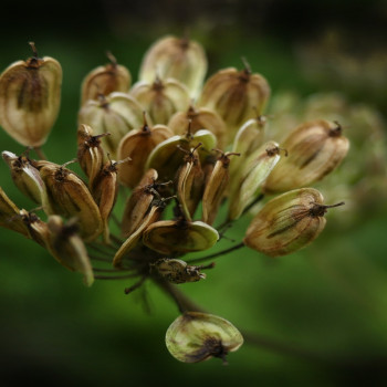 anise