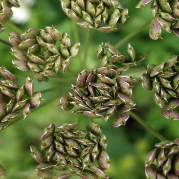 anise