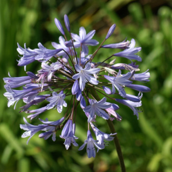 Vervain