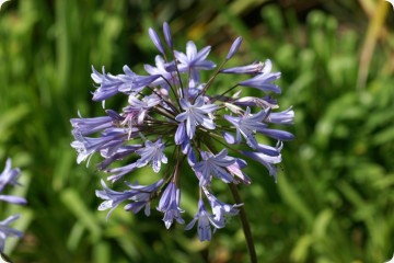 Iron herb