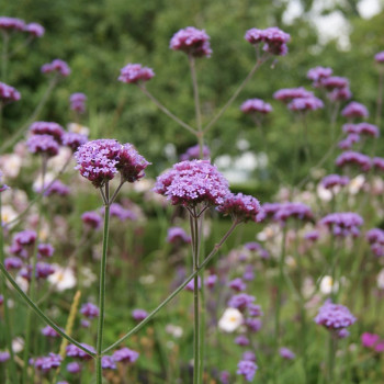 Vervain