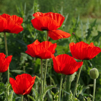 poppy