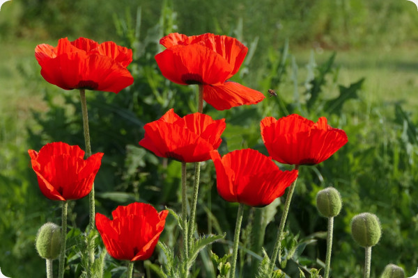 Klatschmohn