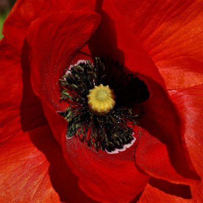 Klatschmohn