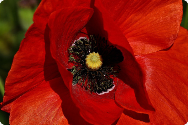 Klatschmohn