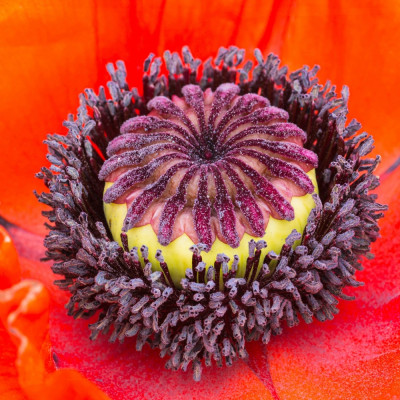 Klatschmohn