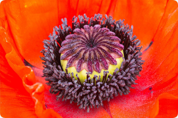 Klatschmohn
