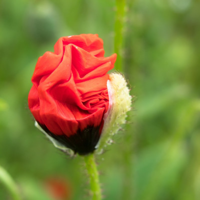 Klatschmohn